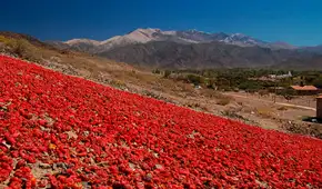 El fenómeno natural de Argentina que transforma paisajes y atrae turistas cada otoño: dura 20 días