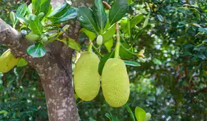 La fruta más grande que crece en un árbol se cultiva en América Latina: mide casi un metro, pesa más de 50 kilos y sabe a siete sabores