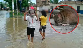 6 fallecidos y 439 contagios por Leptospirosis mantienen en alerta sanitaria a Piura