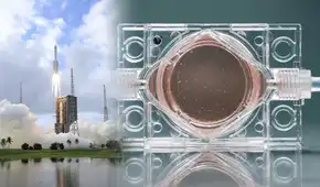 China lanza al espacio "embriones artificiales" para estudiar si los humanos pueden reproducirse fuera de la Tierra