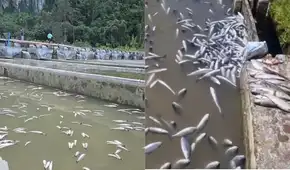 Desastre ambiental: contaminación con cianuro en río Yuracyacu provoca la muerte masiva de truchas en Junín