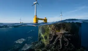 El hallazgo que asombra a científicos: parque eólico en Portugal se convierte en refugio para 270 especies marinas