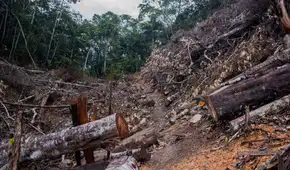 Investigadores de la UNI ganan financiamiento para IA que detectará tala ilegal en la Amazonía peruana