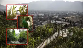Un oasis de vegetación en pleno San Juan de Lurigancho: así nació la selva escondida hace 40 años en medio de avenidas y casas limeñas