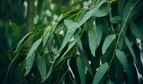 Científicos descubrieron que un árbol muy común en el paisaje puede extraer oro desde el suelo y llevarlo hasta sus hojas