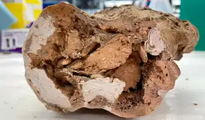 Los paleontólogos se conmocionaron por el descubrimiento de moléculas orgánicas en huesos de dinosaurios de 66 millones de años