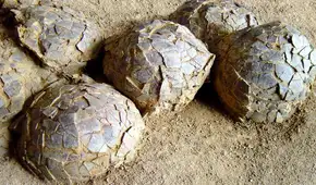 Descubren 100 huevos de dinosaurio en Francia de hace 70 millones de años: habrían sido puestos por un titanosaurio