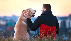 Hasta 8 años de cárcel para maltratadores de animales: Congreso aprueba dictamen que endurece penas en el Código Penal
