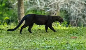 Un felino que se creía extinto reaparece en su hábitat natural después de 40 años y sorprende a científicos