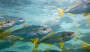Innovación científica nacional permite a Argentina producir en masa una especie marina premium que revoluciona la gastronomía