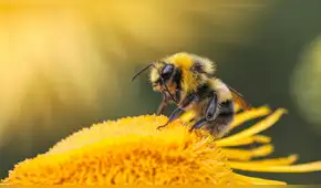 No se trata de una monarquía: las abejas obreras ayudan a decidir qué larva se convierte en reina