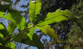 Este árbol se burla de los insectos gracias a una técnica biológica clave que protege sus hojas y le permite sobrevivir a la primavera