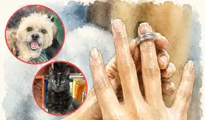 Si una pareja que tenía una mascota termina separándose, ¿con quién se queda el 'engreído'? Esta es la respuesta legal que necesitas saber