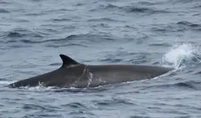 ¿Qué hacen ballenas frente a Lima? Avistan a dos especies de más de 20 metros nadando en el litoral