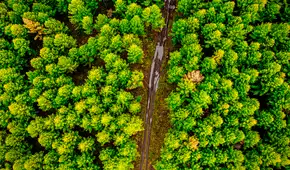 China plantó 78.000 millones de árboles y, sin querer, afectó el agua del país