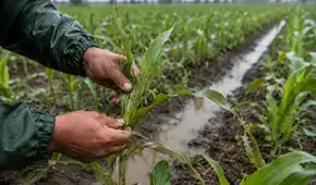 Agro peruano cayó 2,06% en marzo: ¿qué cultivos fueron los más afectados por el clima?