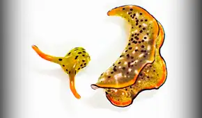 El único animal marino que puede separar su cabeza del cuerpo y se alimenta mediante la fotosíntesis como una planta