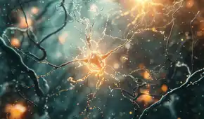 Científicos descubren que el centro de la memoria cerebral empieza ‘lleno’ y se va reduciendo para optimizar el aprendizaje