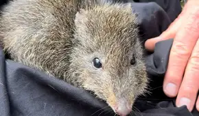 Científicos australianos utilizan ADN de excremento para salvar a uno de los marsupiales más raros del mundo