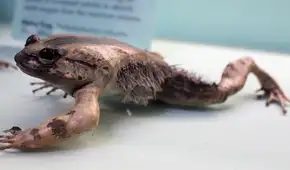 La extraña rana que rompe sus propios huesos para sacar garras afiladas como armas cuando se siente amenazada