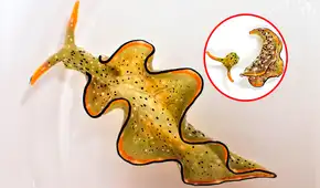Elysia marginata: la babosa marina que se desprende de su cuerpo y se alimenta de la luz como una planta