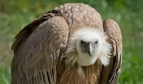 Científicos descubren por primera vez a buitres nativos devorando huevos de una temida especie invasora del sur de EE. UU.