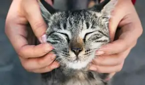 Estudio científico revela que el cáncer en gatos domésticos comparte varias mutaciones genéticas con los humanos