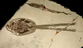 Paleontólogos descubren el fósil de un ‘dragón emplumado’ que vivió en la era de los dinosaurios