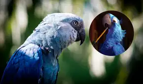 De la película ‘Río’ a la realidad: guacamayos azules considerados extintos desde 2000 son rescatados en Brasil