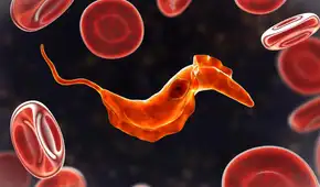 Científicos descubren que un antiguo ancestro unicelular de 700 millones de años aún vive en la sangre humana