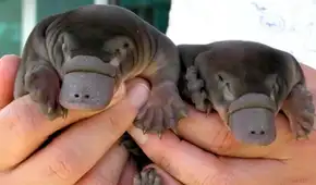 Parece inofensivo, pero es uno de los animales más raros de la tierra: pone huevos y tiene un veneno que puede paralizar a un humano