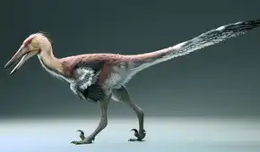 Paleontólogos argentinos descubren una nueva especie de dinosaurio pescador y emparentado con el velociraptor