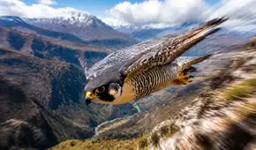 El animal más rápido del mundo caza a 386 km/h, maniobra con precisión sin perder estabilidad ni sufrir daños y suele migrar a Perú