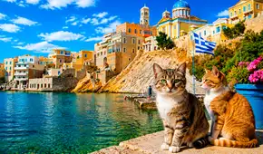 Grecia busca voluntarios para cuidar gatos en una isla paradisíaca por un mes: alojamiento, desayuno y gastos incluidos