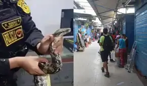 Mercado Modelo de Chiclayo: hallan boa en un costal y sujeto que la abandonó escapó de la policía