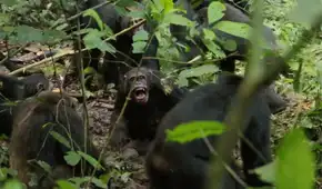 La comunidad más grande de chimpancés salvajes se divide luego de décadas de unión: ataques entre ellos en una ‘guerra civil’