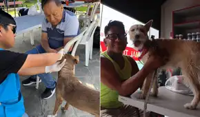 Este distrito de Lima Metropolitana realizará una campaña veterinaria GRATIS el viernes 5 de junio: conoce el horario y lugar de atención