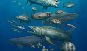 Cerca de 500 peces fosilizados en Egipto: científicos descubren un 'acuario petrificado' de 62 millones de años de antigüedad
