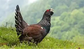 Gastaron más de 5 millones de dólares para liberar a 30 gallos en España y en seis meses solo sobrevive uno: ¿qué pasó?