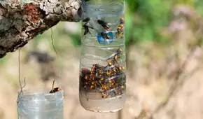 España enfrenta la amenaza de las peligrosas avispas asiáticas con ingeniosas y fáciles trampas caseras: se necesita una botella de plástico