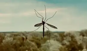 Google planea liberar en el aire a 64 millones de mosquitos infectados con bacterias, pero a los científicos no les preocupa