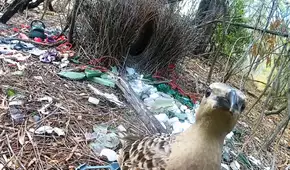 Unas aves australianas estan recolectando frascos, billetes alambres e incluso esposas para impresionar a las hembras
