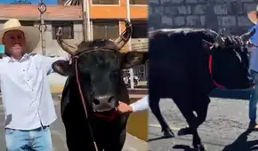 Elecciones Generales 2026: agricultor acude a votar junto a su toro de pelea de 900 kg en Arequipa