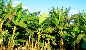 Brasil convierte troncos de plátano en ropa, papel y bandejas de fruta gracias a una tecnología industrial innovadora