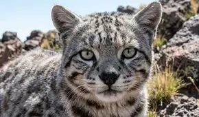 Chile protege al gato más amenazado de América Latina ante la pérdida de hábitat en la cordillera de los Andes