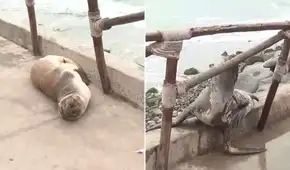 Lobo marino lucha por regresar al mar tras quedar varado en playa Los Yuyos de la Costa Verde por fuerte oleaje