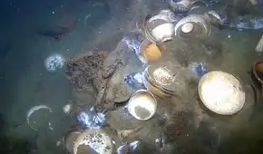 Un robot submarino descubre un naufragio casi intacto en las costas de Noruega cargado con pilas de porcelana china