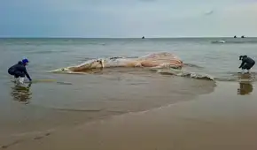 Impactante hallazgo en Tumbes: encuentran una enorme ballena jorobada de más de 14 metros en avanzado estado de descomposición