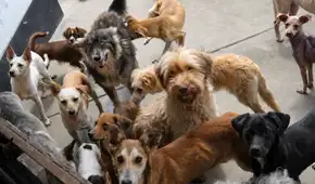 Piden al Congreso acelerar aprobación de ley para que colegios enseñen tenencia responsable de mascotas