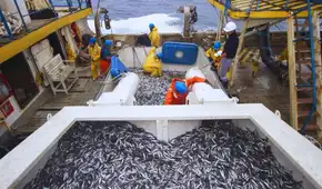Produce suspende la pesca de anchoveta en la zona Norte-Centro ante condiciones cálidas del mar
